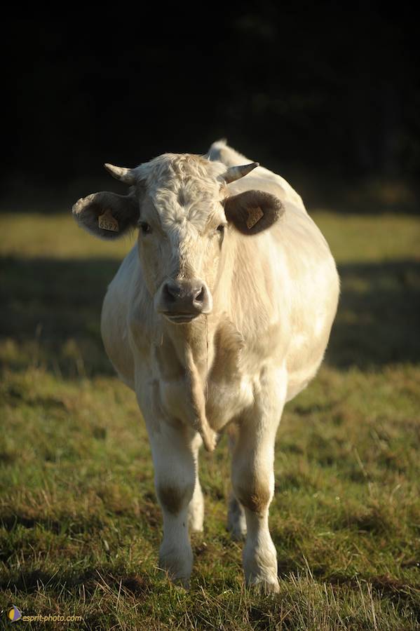 Nom de l'image : D30083123_1_(c)Norbert-JUNG — Description :